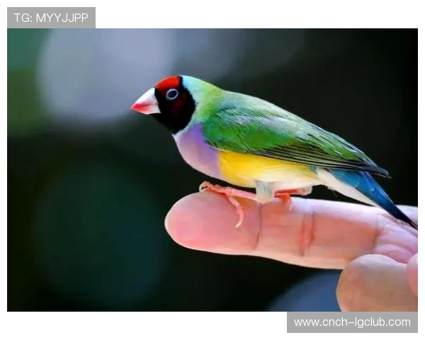 全面解析发力透足球核心技术原理与高效训练实战提升策略全方位指南 全面解析发力透足球核心技术原理与高效训练实战提升策略全方位指南